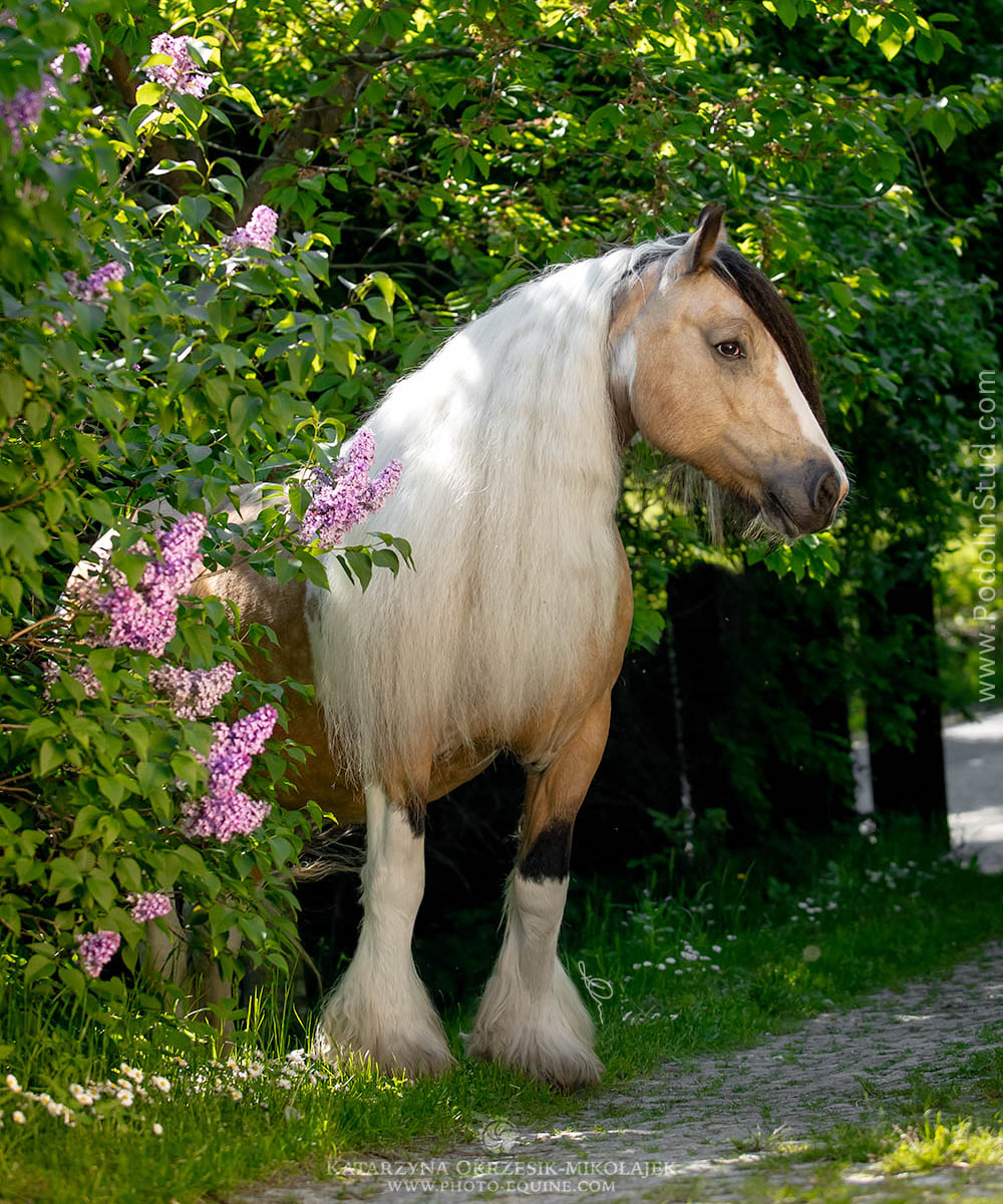 Buckskin Tobiano Gypsy Cob.jpg